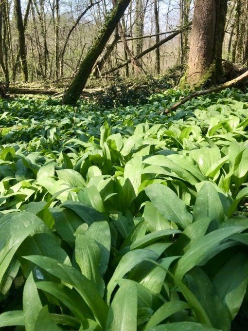 Ail des Ours - façon Pesto